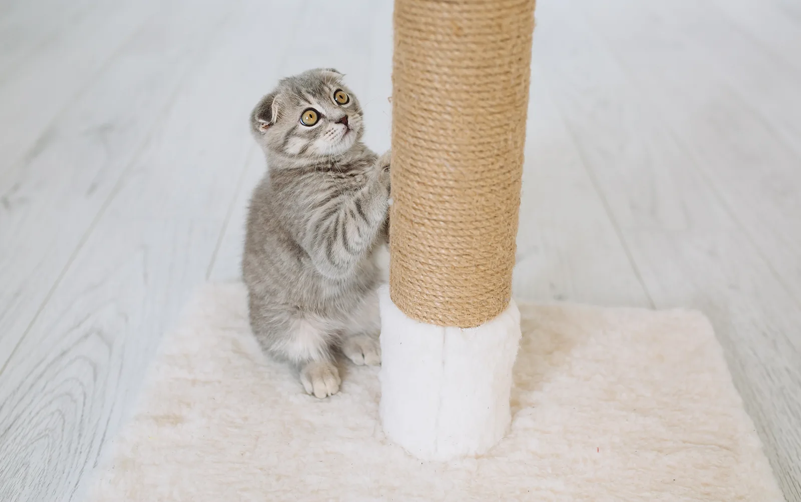 Carpet cat scratcher