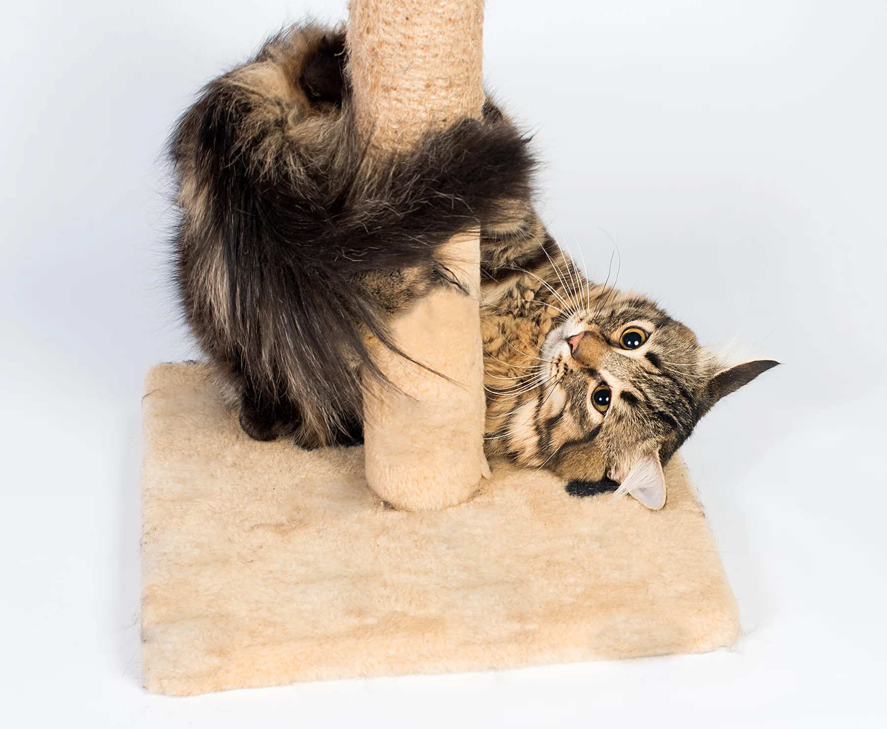 Fabric cat scratcher