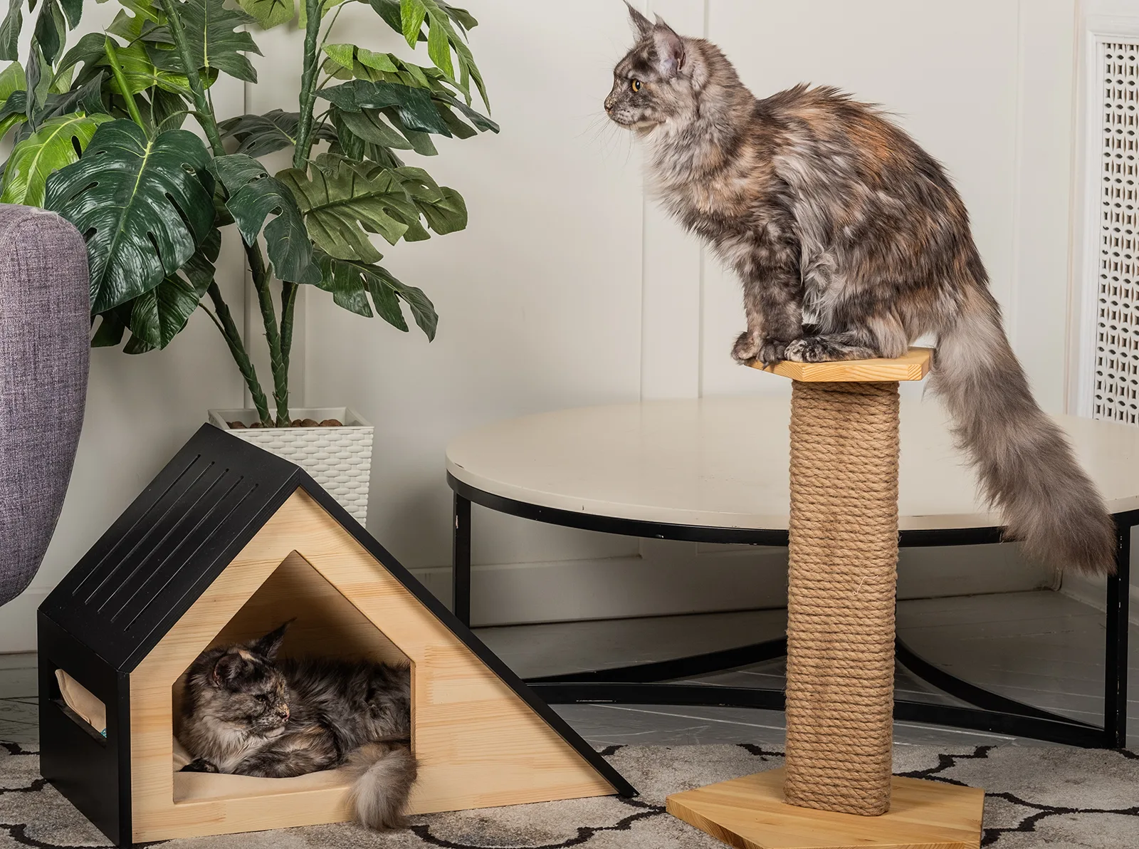 Wood Cat Scratcher