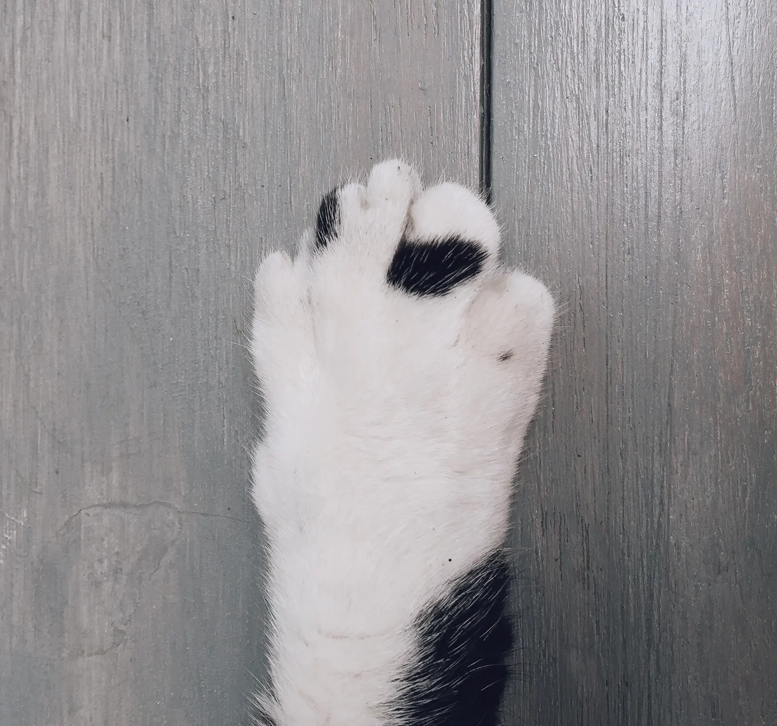 cat nail