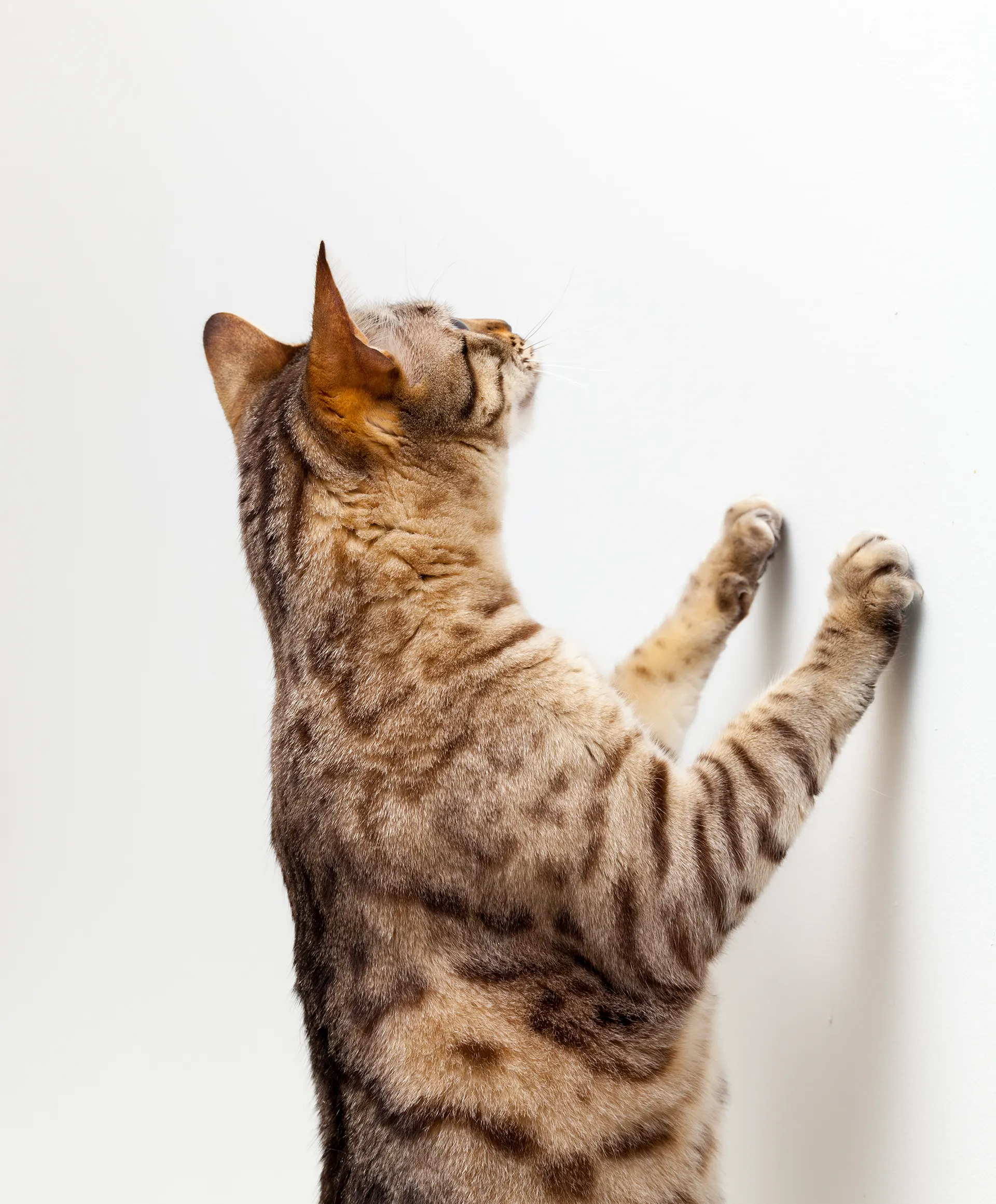 kitten scratching wall