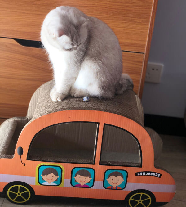 Cardboard Cat Car