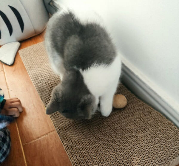 Cat Play Ball on Scratch Board