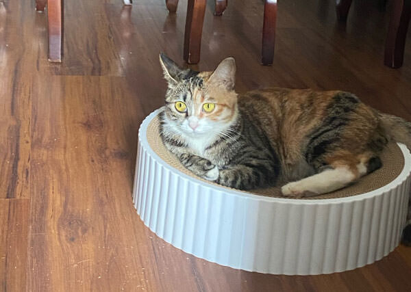 Cat likes scratching board