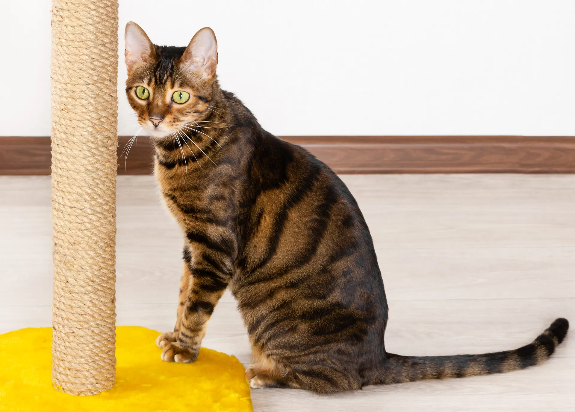 Sisal Cat Scratching Post