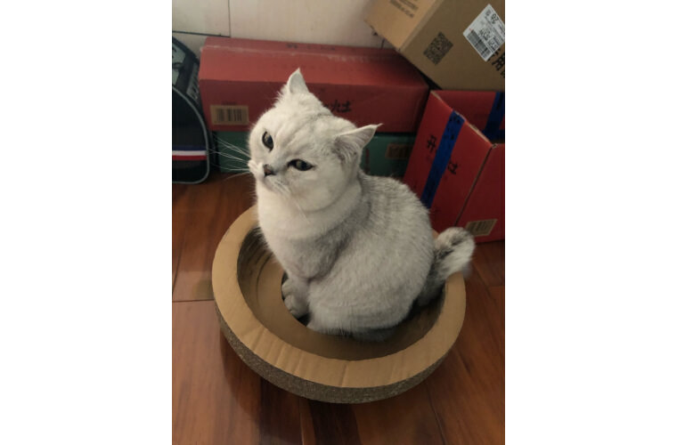 FobPet Cat Scratcher Bowl user case