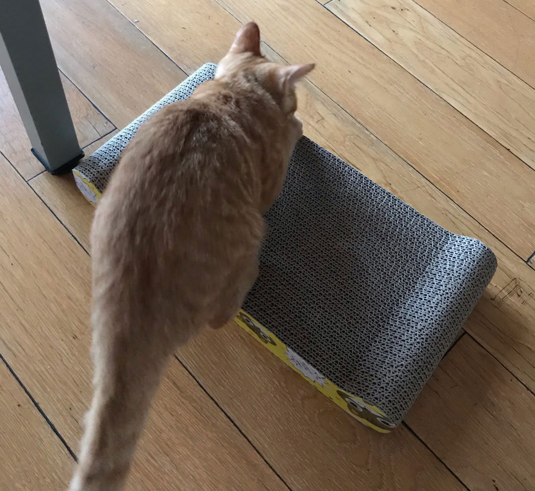 Cat's Favorite Corrugated Scratch Board