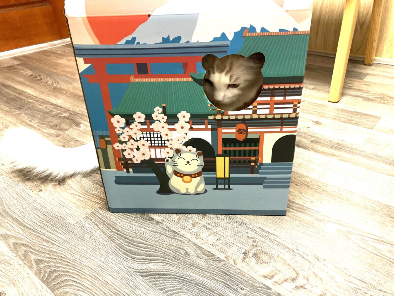 Japanese Cardboard Cat House Showcase