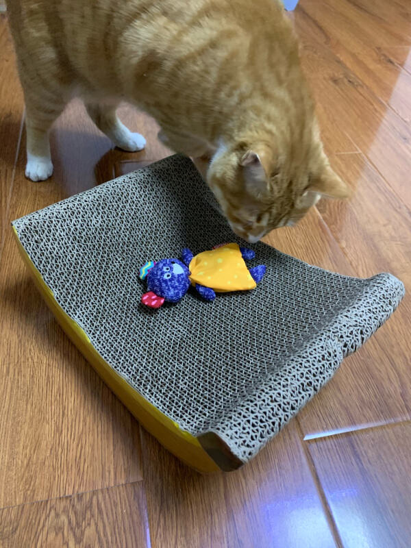 Banana Designed Cardboard Cat Scratcher Playing