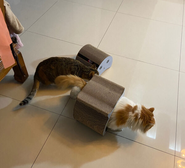 FobPet Cat Scratcher Lounge For Cool Kitty User Case